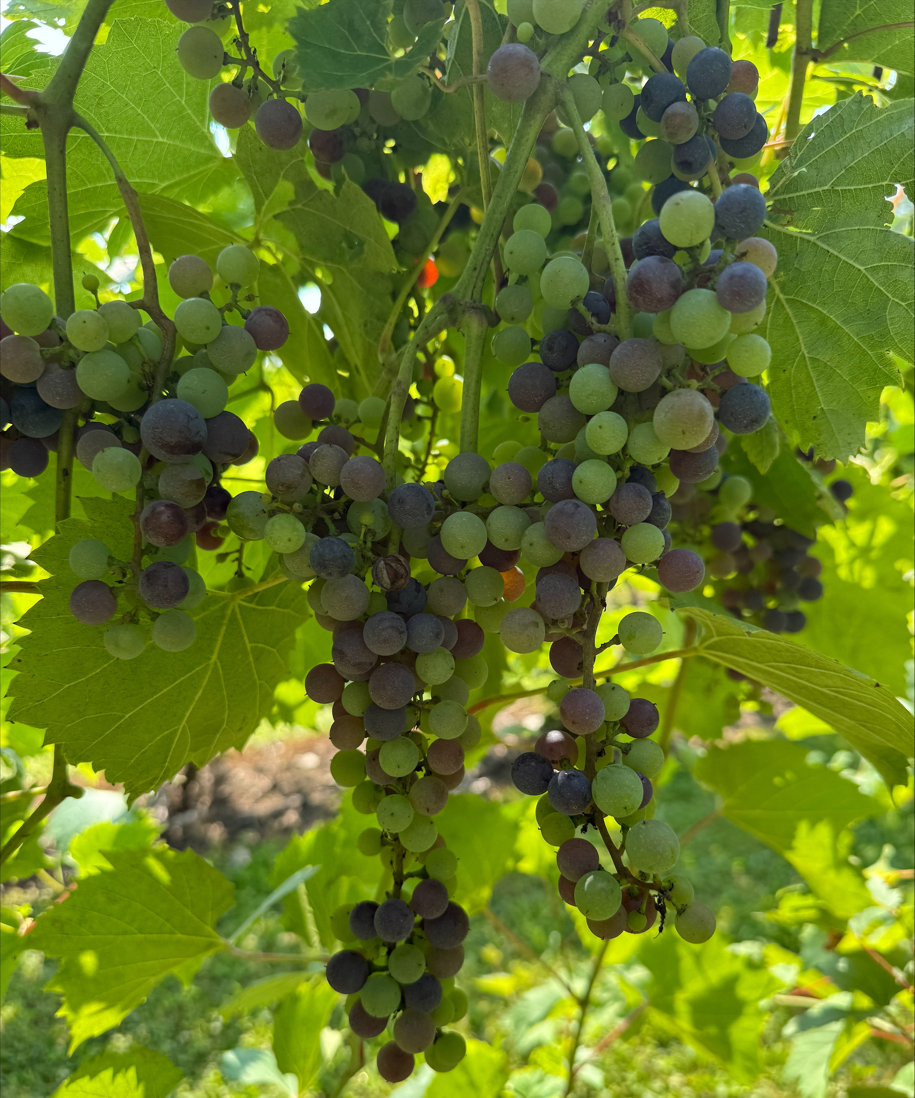 Grapes on a vine.